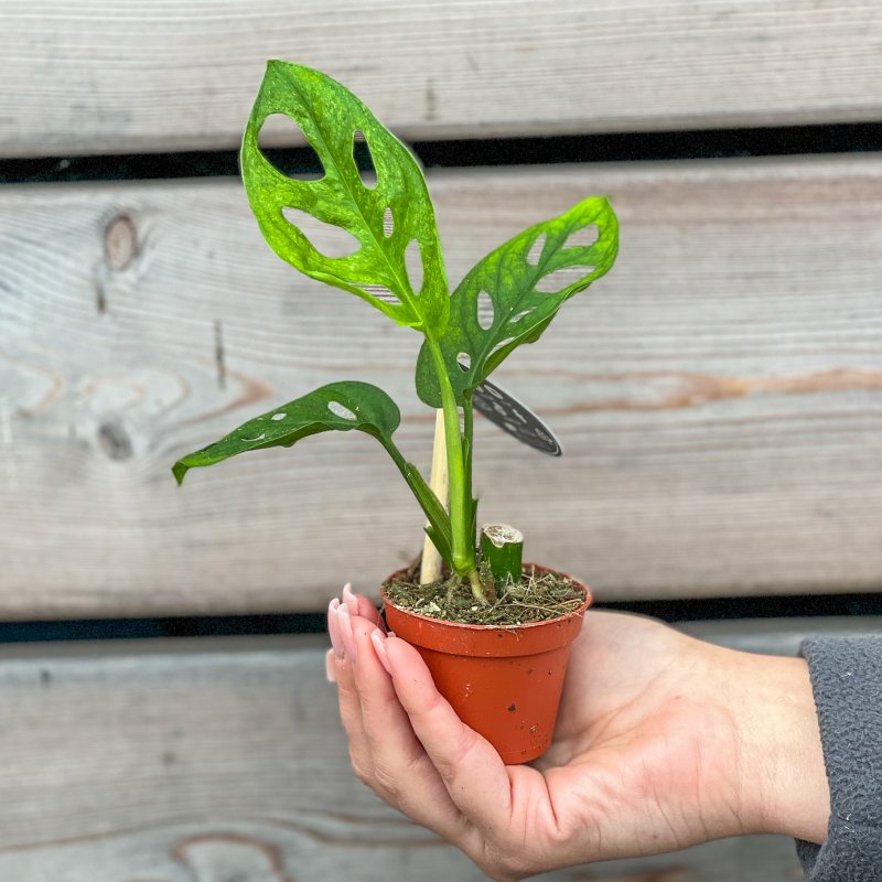 Monstera adansonii (Monstera adansonova) ´MINT´, kont. P6, výška: 10-15 cm